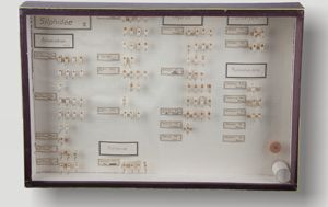 Razstavna entomološka škatla Egona Pretnerja št. 6 z jamskimi hrošči
